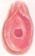 Amho1 500 x 803